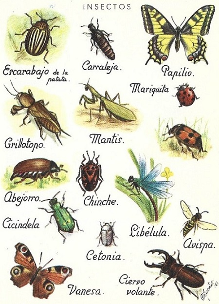 insectos típicos