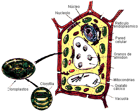 celula vegetal y sus partes. celula animal y vegetal.