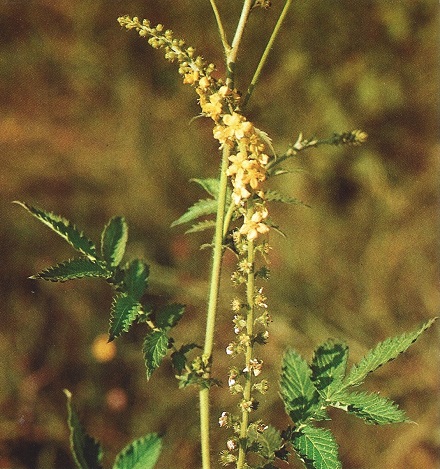 Flora Medicinal. L. Rosáceas.