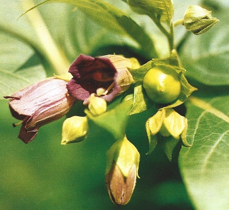 Belladona. Atropa belladonna L. Solanáceas
