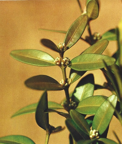Boj. Buxus sempervirens L. Buxáceas.
