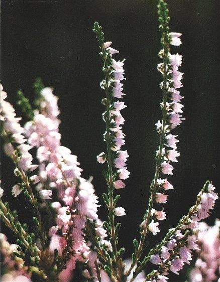 Flora Medicinal. Brecina. Calluna vulgaris, Salisbury. Ericáceas