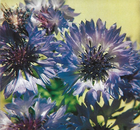 Aciano o Azulejo. Centaurea cyanus. Compuestas