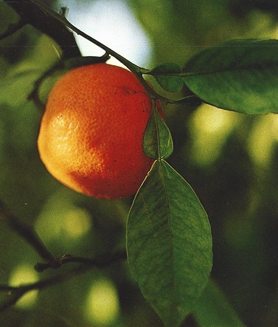 Naranjo amargo. Citrus aurantium L. Rutáceas.