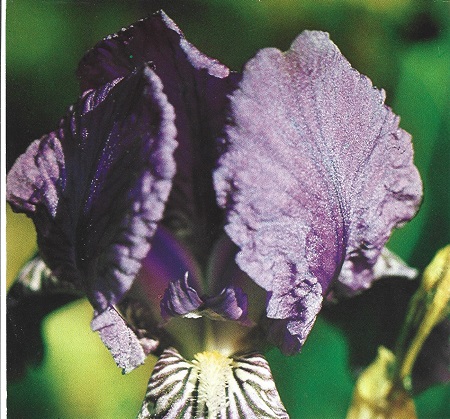 Lirio. Iris germanica L. Iridáceas.