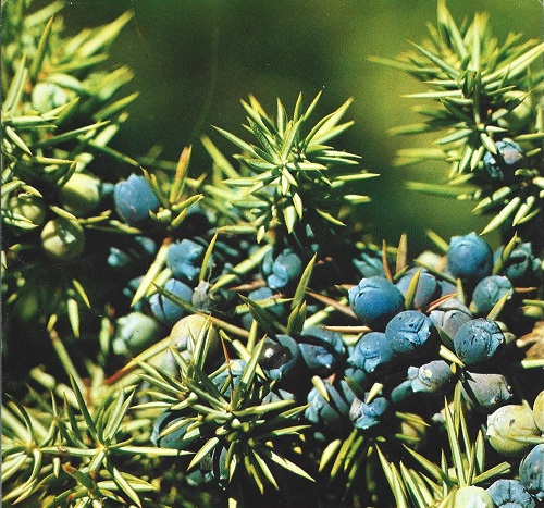 Juniperus communis.
