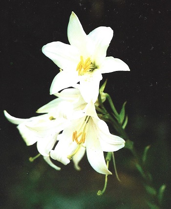 Azuzena. Lilium candidum L. Liliáceas