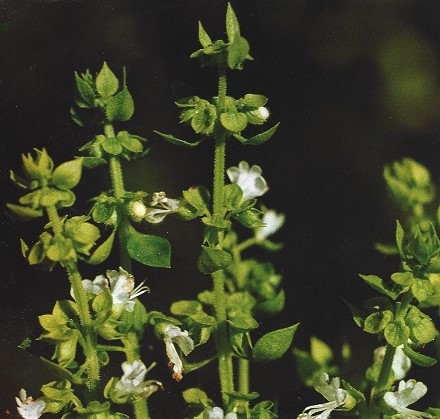 Albahaca. Ocimum basilicum L. Labiadas.