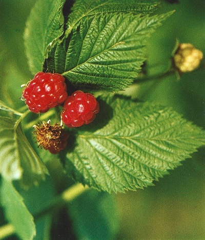 Frambueso. Rubus ideaus L. Rosáceas.