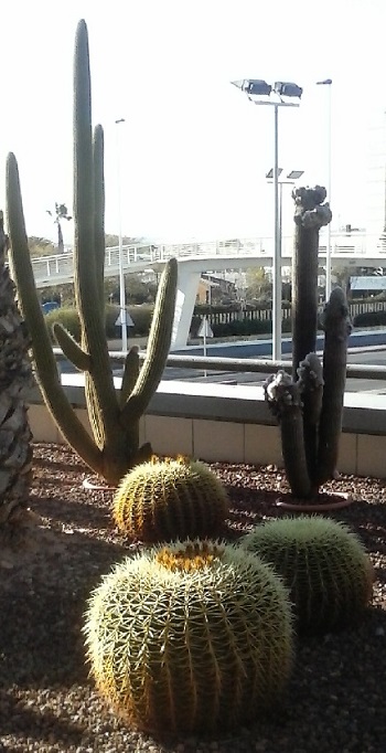 Cactus 14 Variedades de Cactus: redondeado, arborescences puntiagudos y con formas extrañas 2