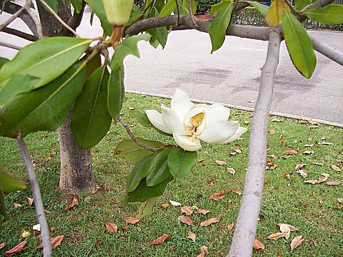 Magnolia fotografiada en el parque grande de Zaragoza. 10.