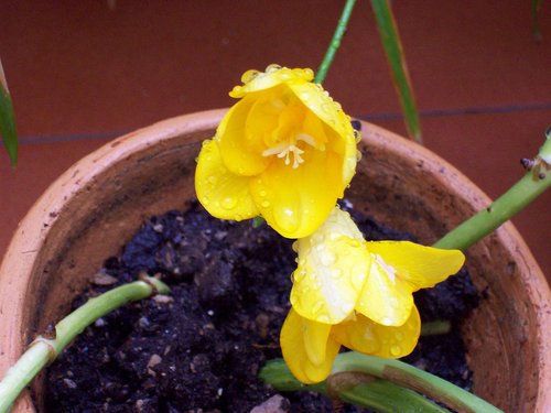 Flores mojadas, un amarillo luminoso, una primavera lluviosa en Zaragoza. 5.