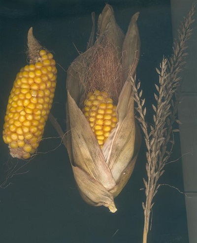 Maiz cultivo de cereal muy abundante en la provincia de Zaragoza.