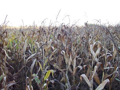 Maiz cultivo de cereal muy abundante en la provincia de Zaragoza.