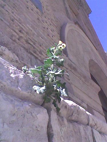 Beleño, una planta silvestre que crece en muros de piedras, muy abundante en la provincia de Zaragoza.