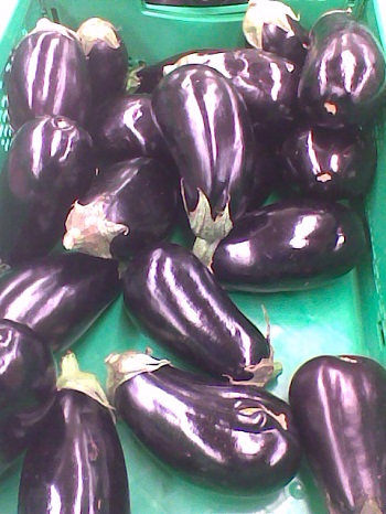 Berenjenas, Solanum melongena.