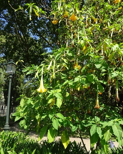 Datura brugmansia o Datura arborea en un parque público de Lisboa 1