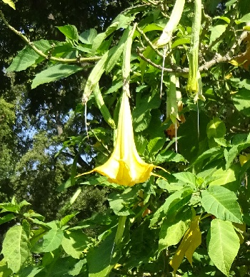 Datura brugmansia o Datura arborea en un parque público de Lisboa 3