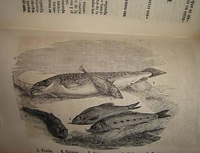 Peces. Buffon Historia Natural de los Cetaceos y los peces