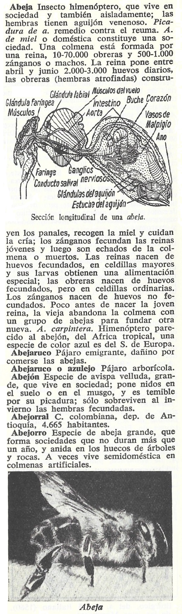 sección anatómica de una abeja