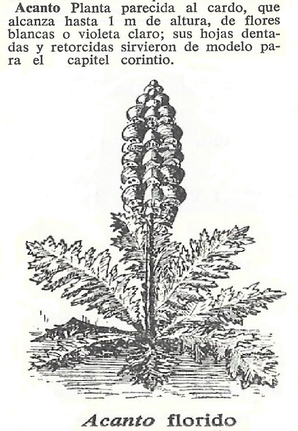 Acanto
