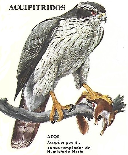 Azor Accipiter gentilis