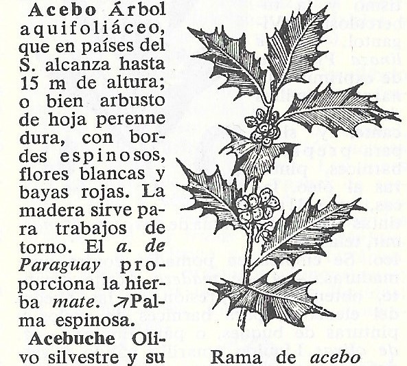 Rama de acebo