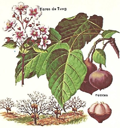 Aceites vegetales árbol Tung