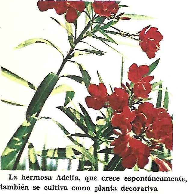 Adelfa