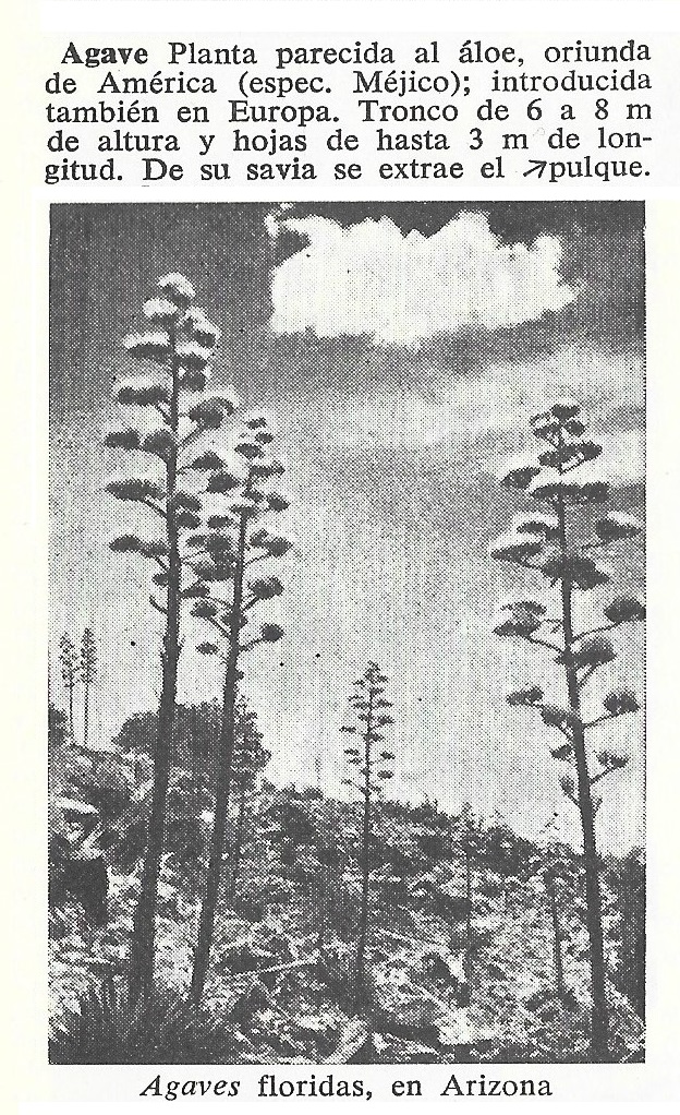 Agave