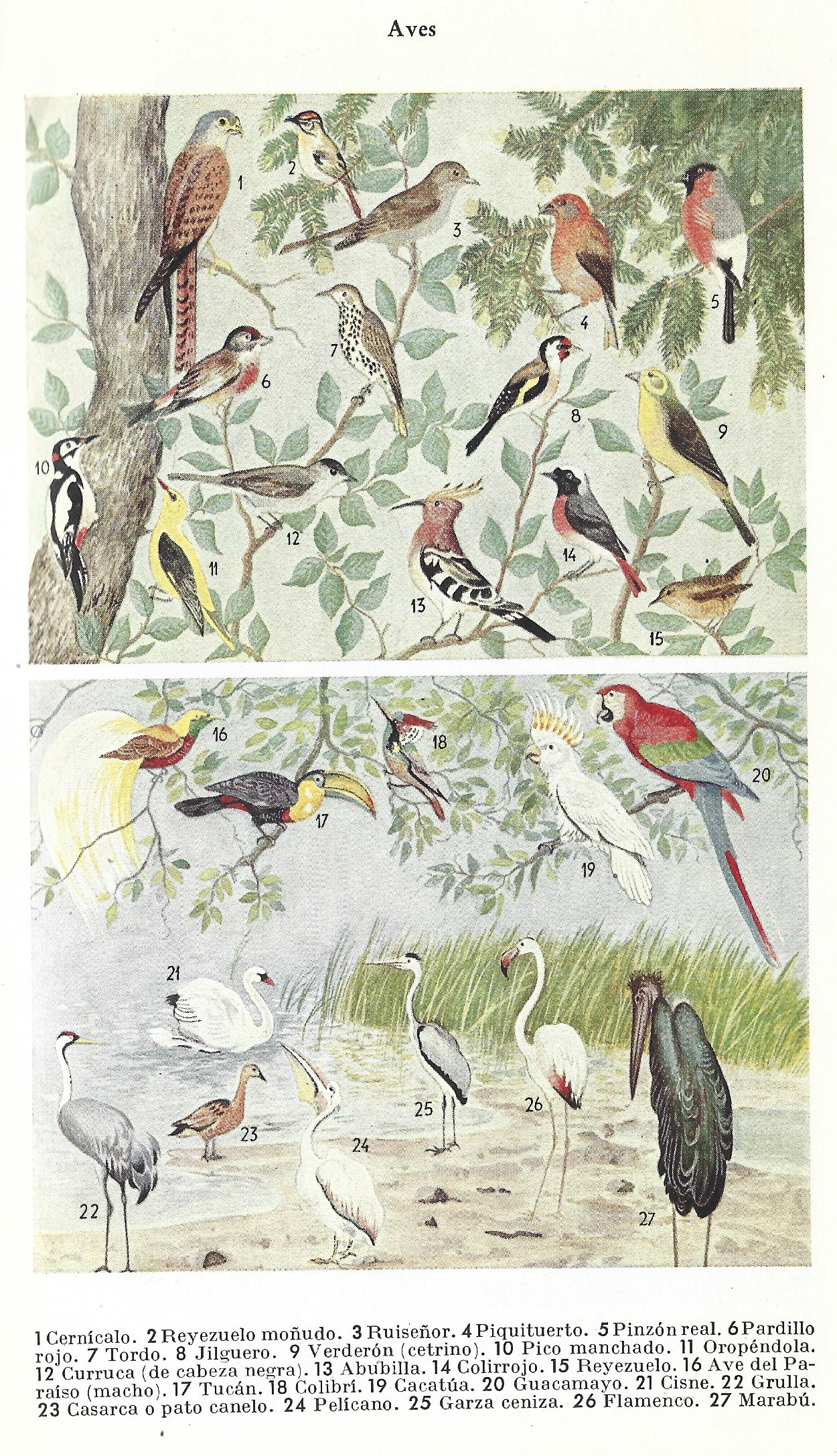 Aves
