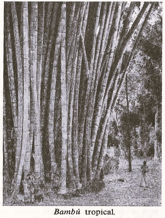 Bambu