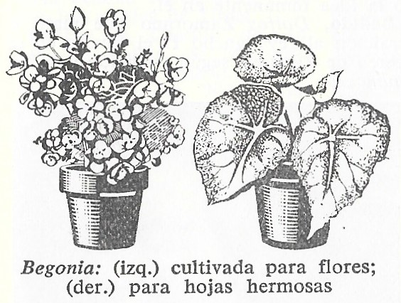 Begonias