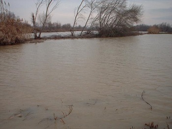 Crecida del Ebro la tarde del día 9-02-03 a su paso por la provincia de Zaragoza