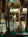 Exposición dinosaurios Dinopolis en Gran Casa de Zaragoza el 30 de junio de 2011