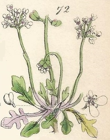 British Wild flowers 72 l-3
