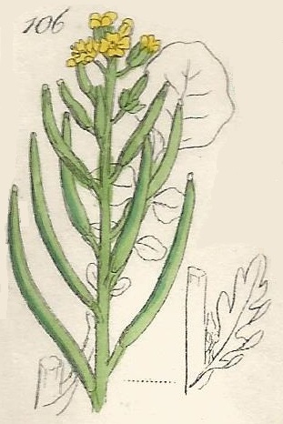 BARBAREA. British Wild flowers 106 l-3