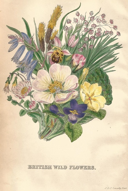 Britis Wild flowers index