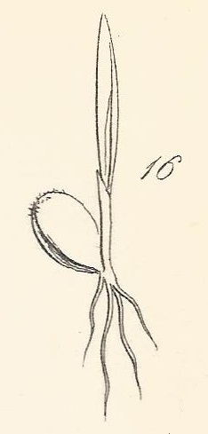 Britis Wild flowers 16