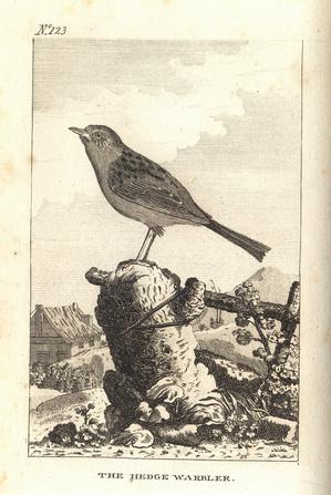 Natural History of Birds Buffon. 123