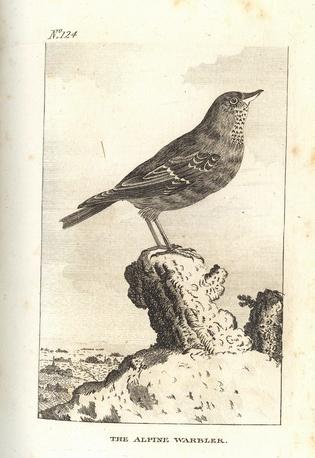 Natural History of Birds Buffon. 124