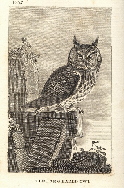 Natural History of Birds Buffon. 23