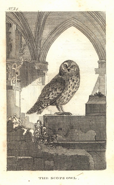Natural History of Birds Buffon. 24