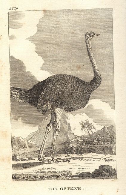 Natural History of Birds Buffon. 29