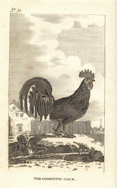 Natural History of Birds Buffon. 31