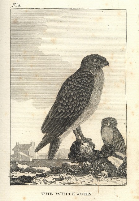 Natural History of Birds Buffon. 4