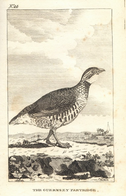 Natural History of Birds Buffon. 44