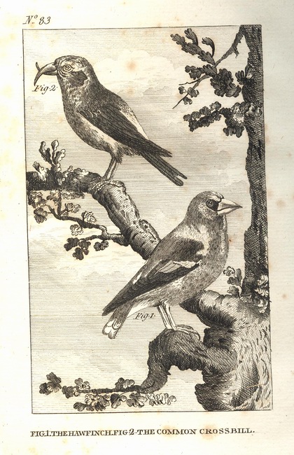 Natural History of Birds Buffon. 83