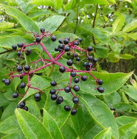 Nature in Dover Photography 1