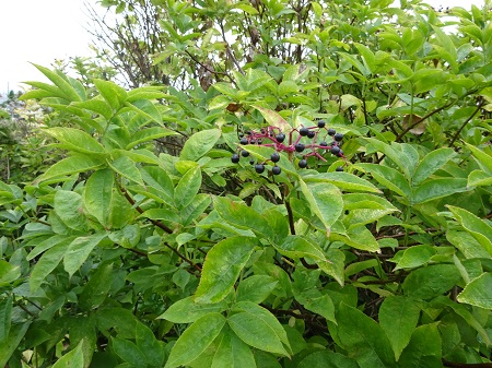 Nature in Dover Photography 2